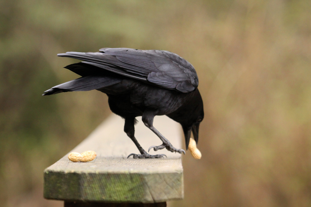 4499171588_630367ede5_b