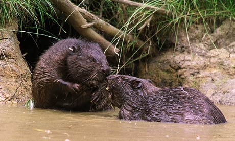beavers-007