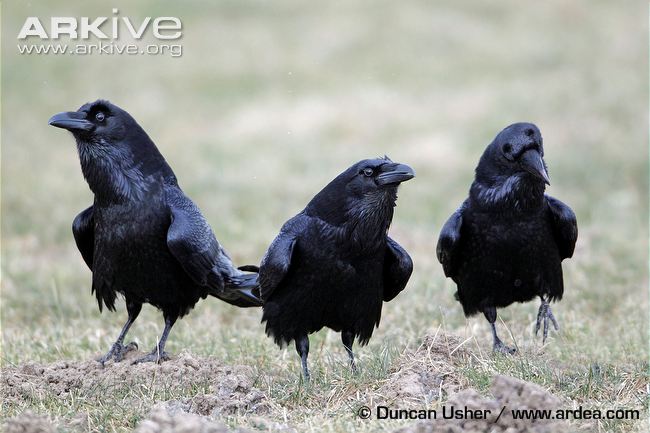 three-ravens-in-courtship-display