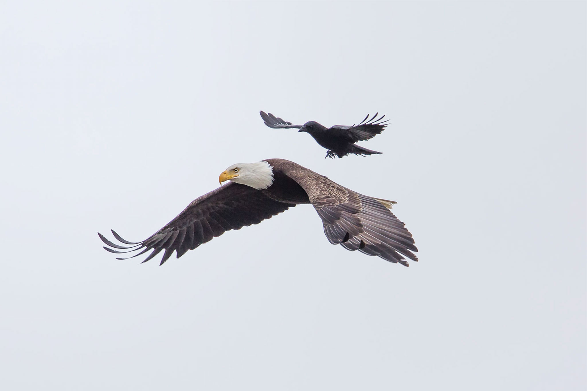 Crow Rides Eagle