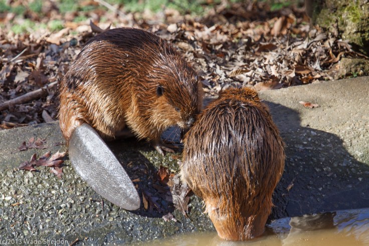 beavers