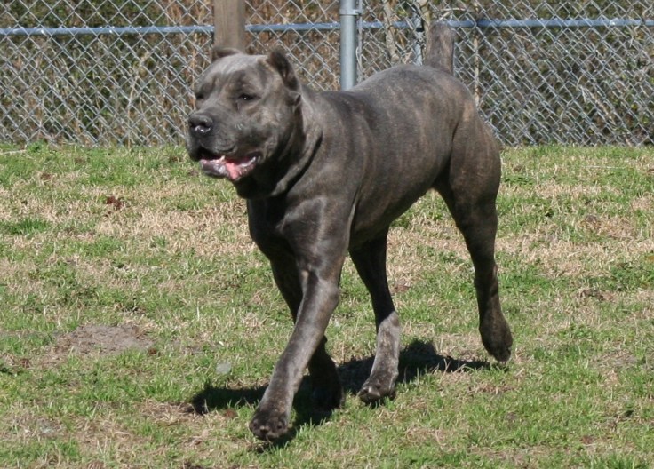 cane-corso-6