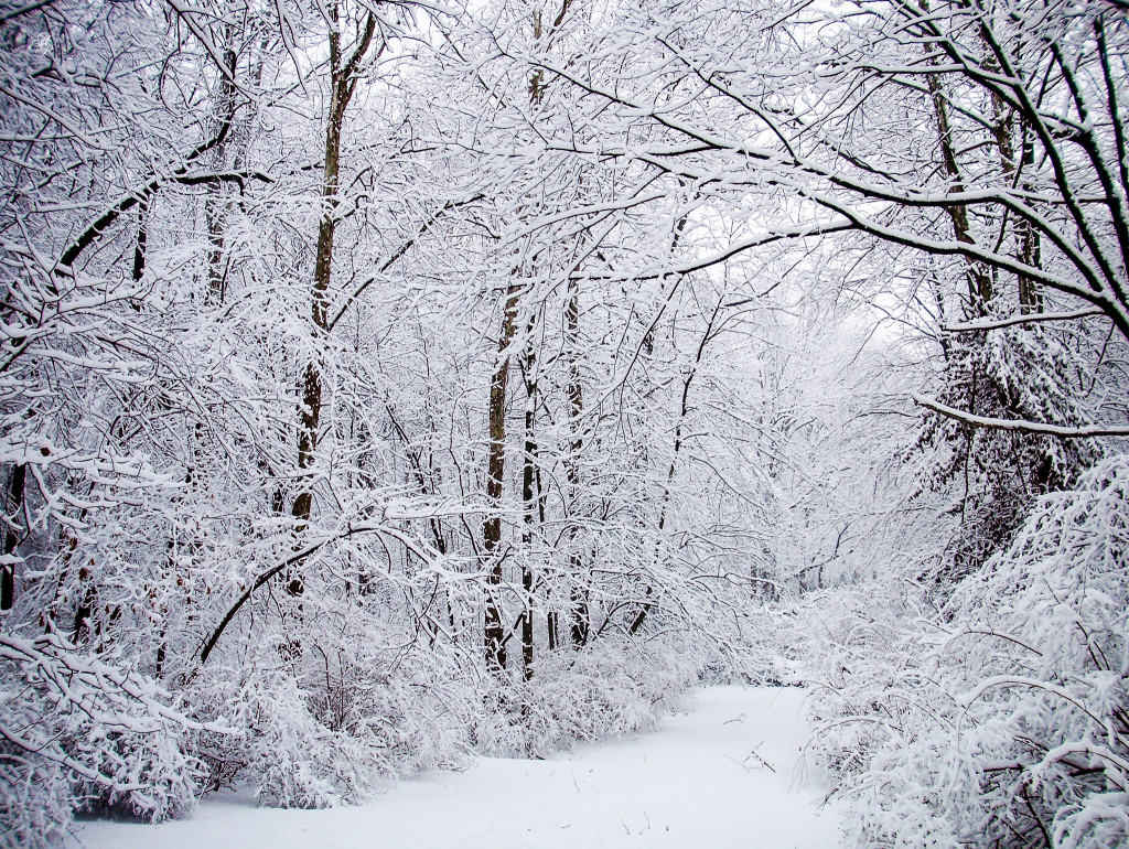 After a late winter snow storm, Grosvenor Park, North Bethesda, MD, USA.