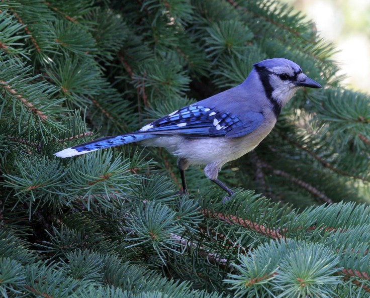a_proud_blue_jay