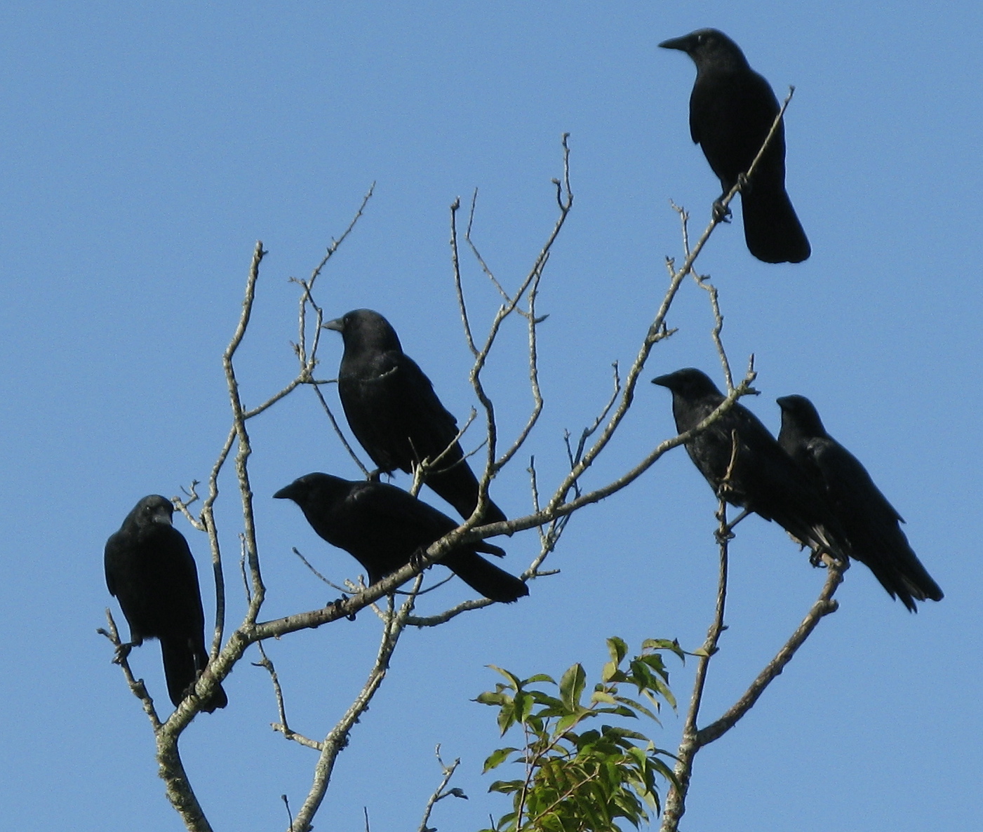 crows