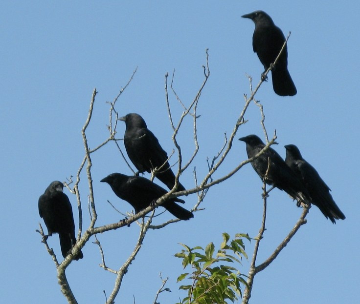 crows