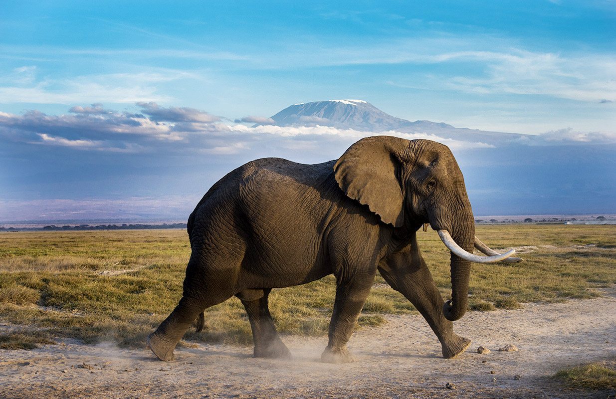 kenya_amboseli_corlettewesselswildlifeelephant2