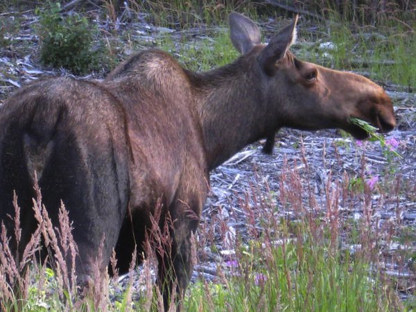 4082807-female-moose-cow-0