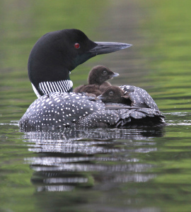 6-28-10-common-loon-and-chicks-img_2797